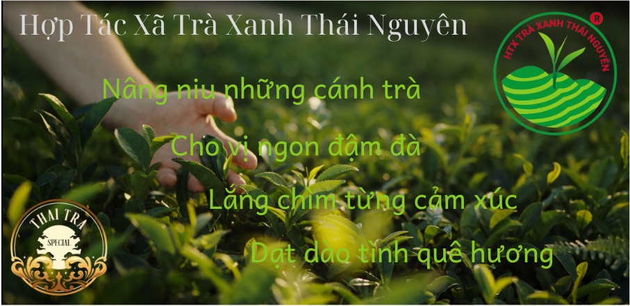 hop-tac-xa-tra-thai-nguyen Hợp tác xã trà thái nguyên
